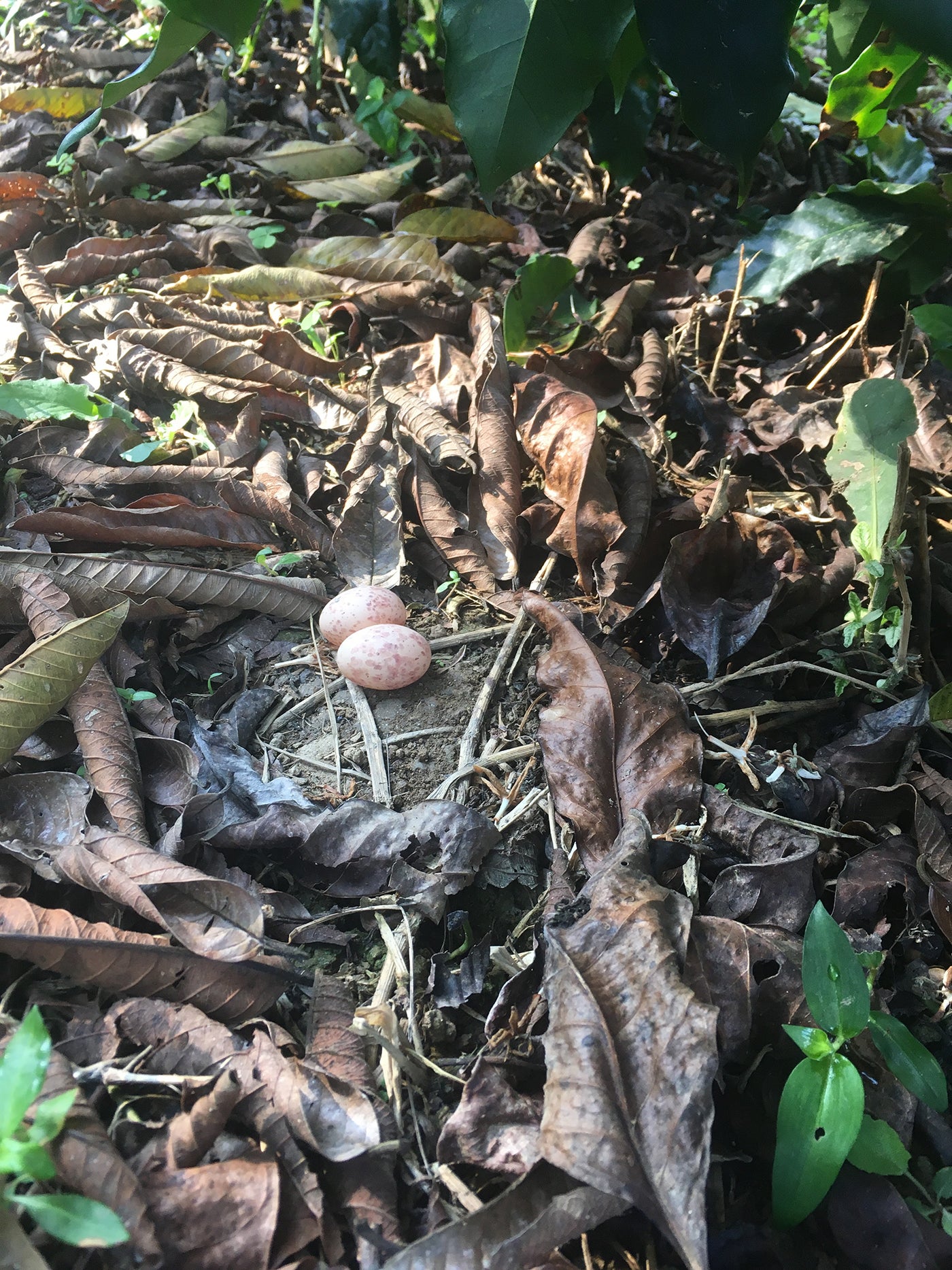 Two speckled eggs on the ground surrounded by leaves