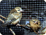 Young brown bird in aviary