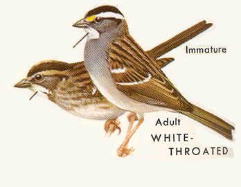 Painting showing white and tan striped morphs of the white-throated sparrow