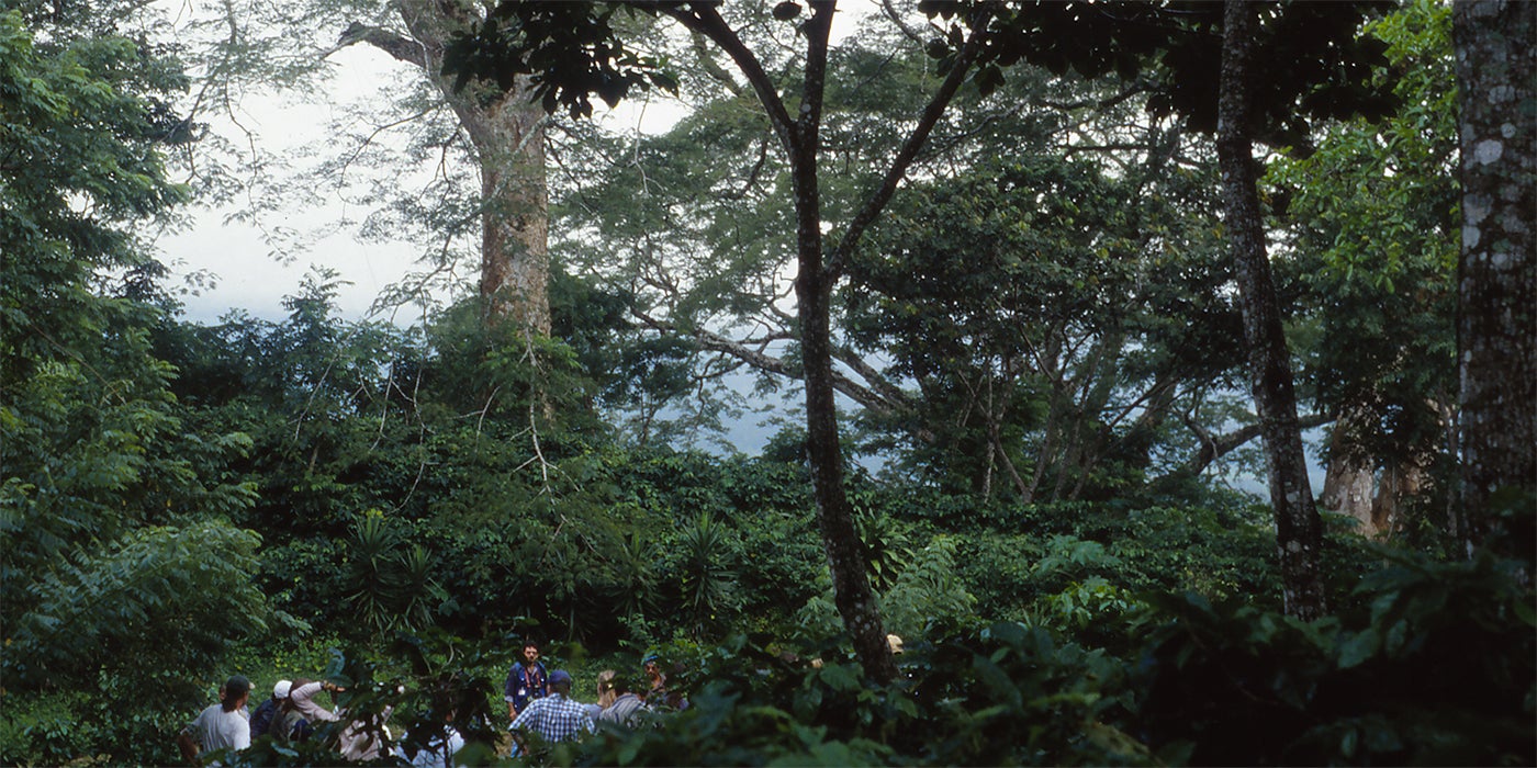 A group of people working on a shade coffee farm in Nicaragua