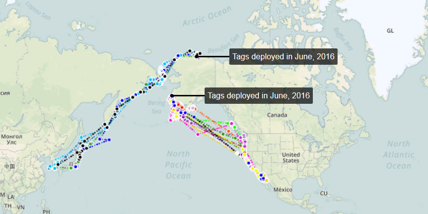 map showing birds in northern Alaska dispersing to Asia while those in western Alaska head to Mexico