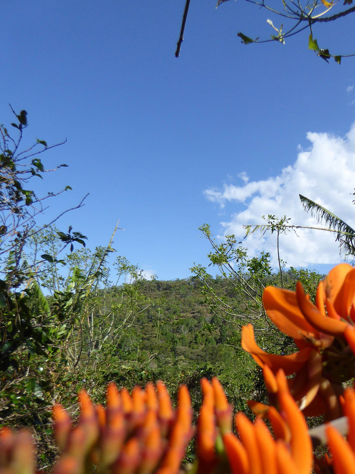 Costa Rican Pollination Study Expedition Blog