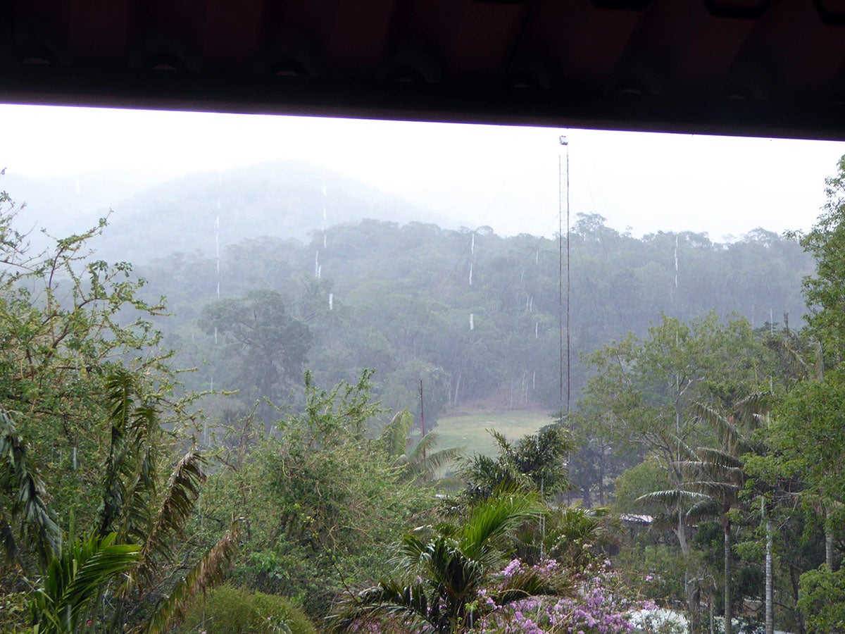 rain with jungle backdrop