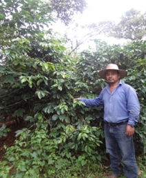 Jesús in his cafetal.