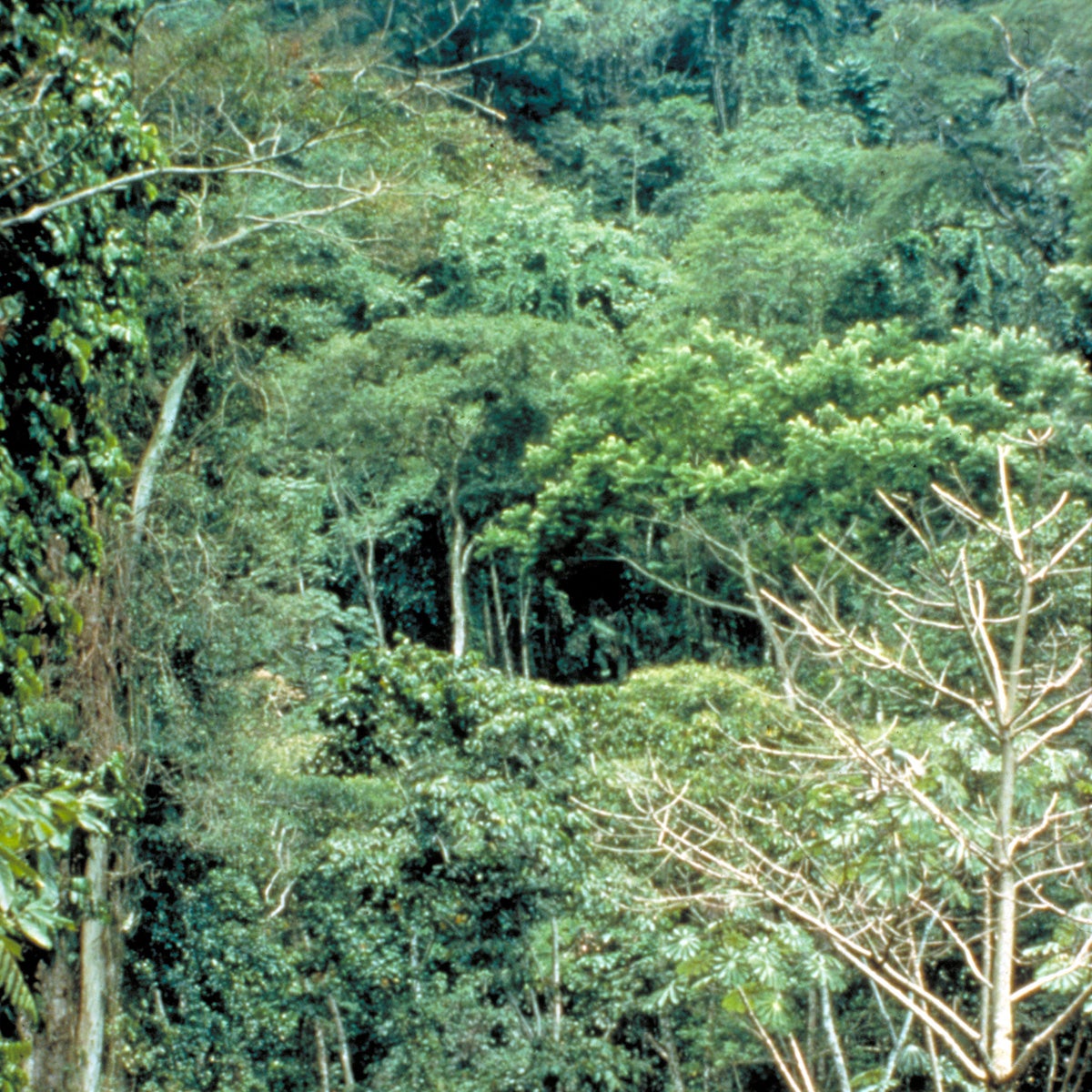 dense, lush forest