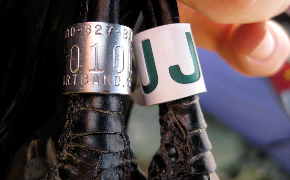 aluminum metal band with numbers on it and a colored band on bird's legs