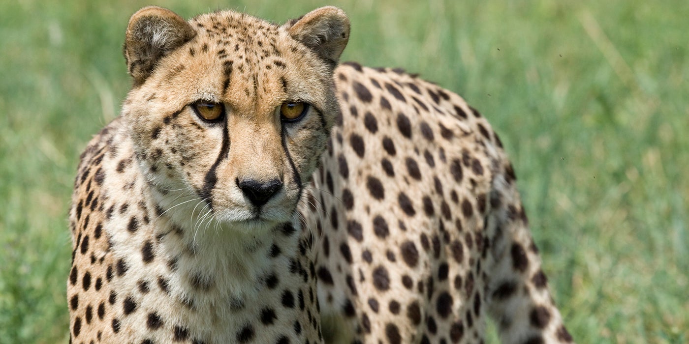 Smithsonian Cheetah Science Q&A | Smithsonian's National Zoo