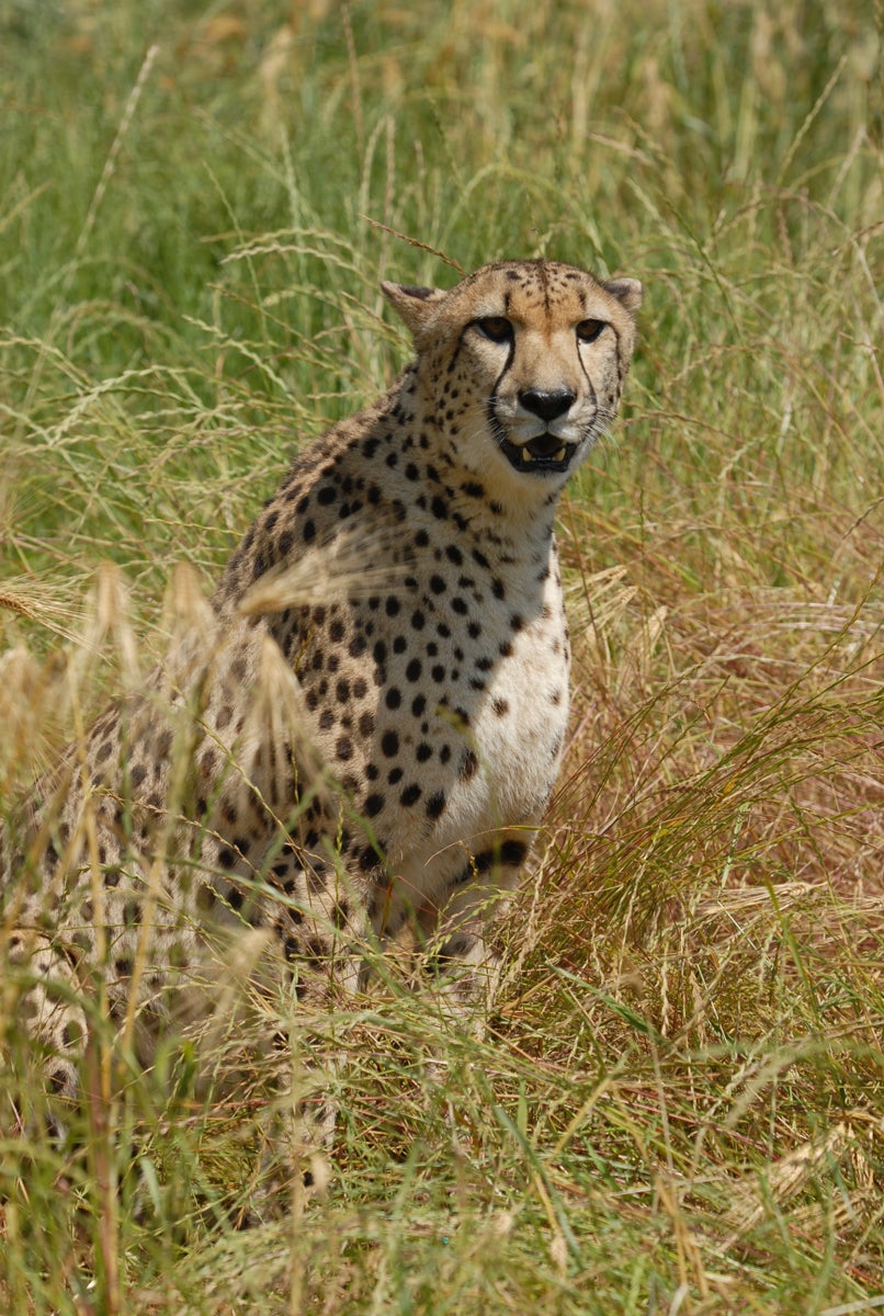 cheetah in long grass