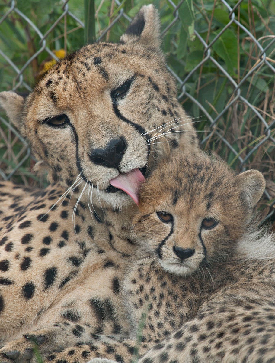 cheetah mother licks cub 
