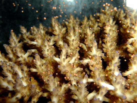Acropora loripes spawning in a tank at the Australian Institute of Marine Science. Sperm and embryonic cells from this species were placed into our Australian frozen Genome Resource Bank. Photo by M. Henley.