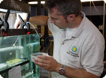 Scientist working with tanks of coral