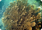 elkhorn coral 