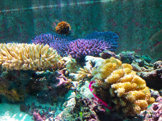 coral in tank