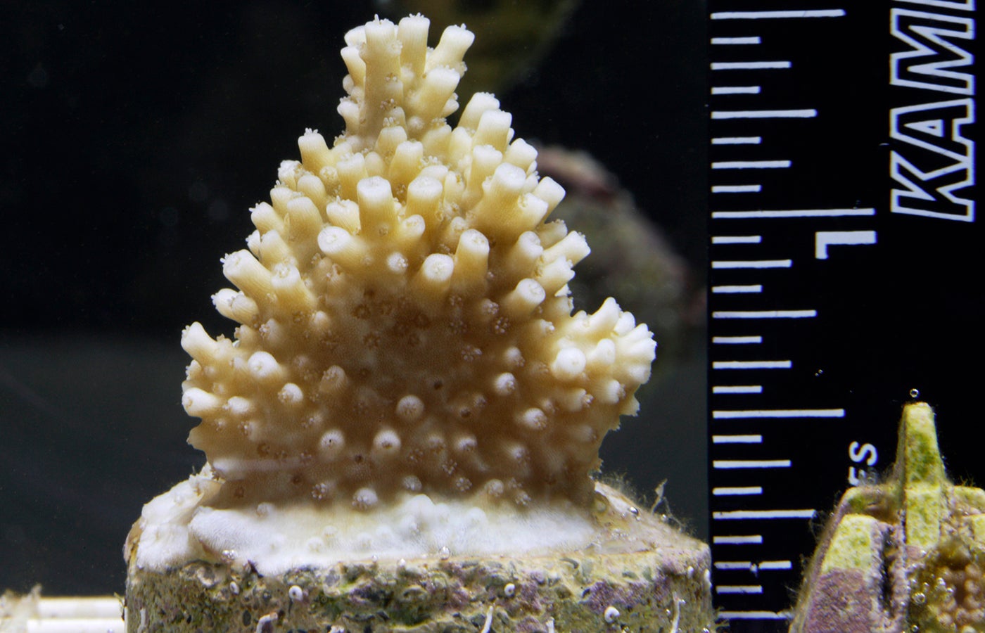 coral growing in lab