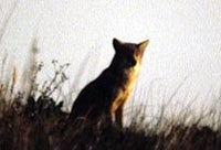 coyote on hill with long grass