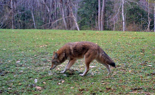 Coyote Camera trap photo taken February 15, 2008, at Quantico Marine Base. (Courtesy of Quantico Fish and Wildlife Office)