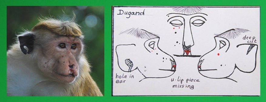 ID card marked with facial characteristics for adult male macaque, Dugand