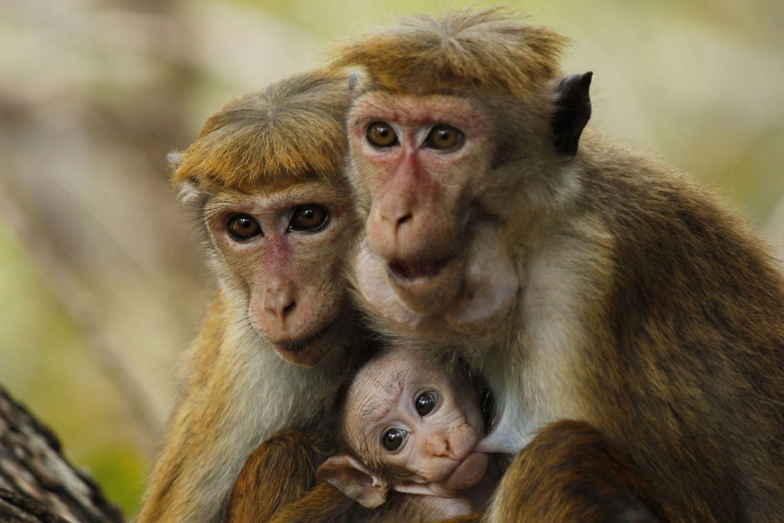 macaque baby nurses