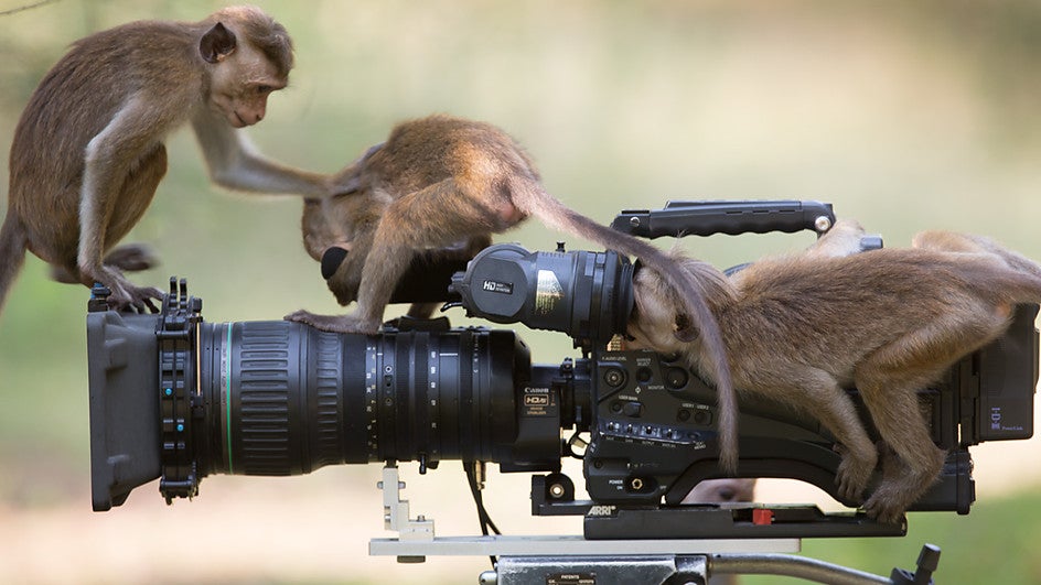macaques investigate film camera