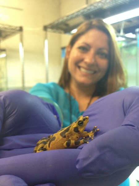Gina Della Togna holds a Panamanian golden frog