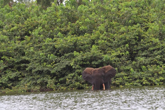 elephant wades into the water out of a forest