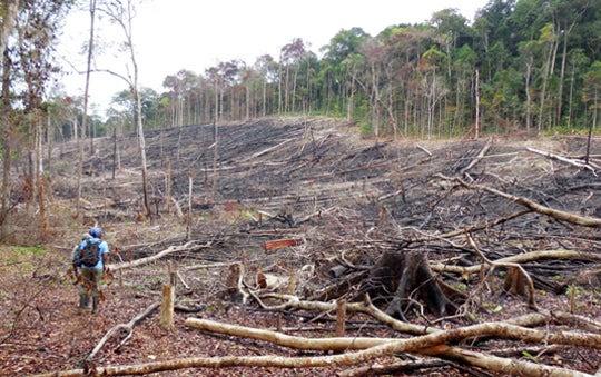 slash and burned forest area