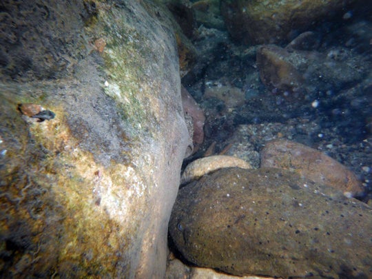 Can you find the hellbender? Photo courtesy of Jeff Storey
