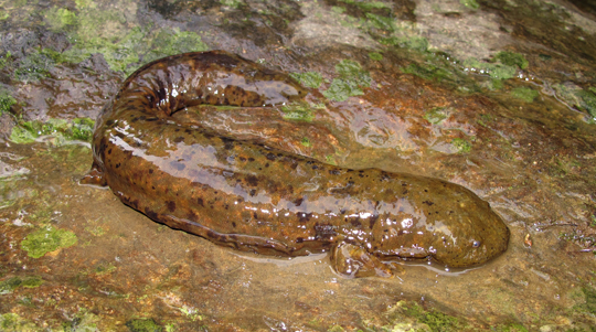 Hellbender Research on the Road and at the National Zoo