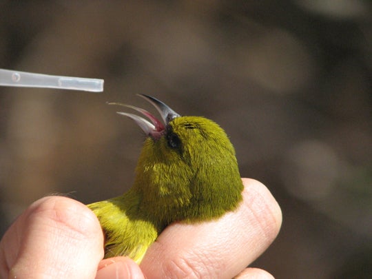 honeycreeper tounge as scientist feeds