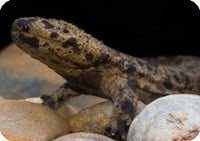 Japanese giant salamander in profile