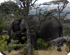 elephant in bush