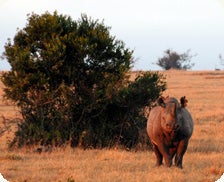 elusive black rhino 
