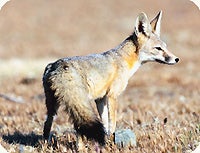 kit fox in short grass