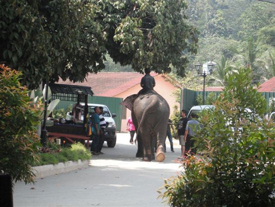 Mahout riding an elephant.