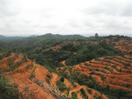 Newly-established palm plantation