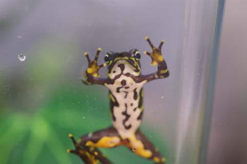 frog on glass showing stomach