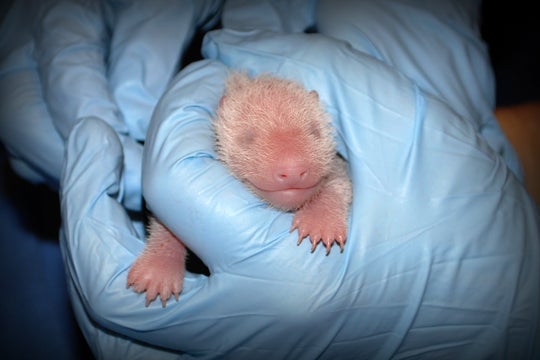 Newborn giant panda cub Bao Bao, born August 23, 2013.