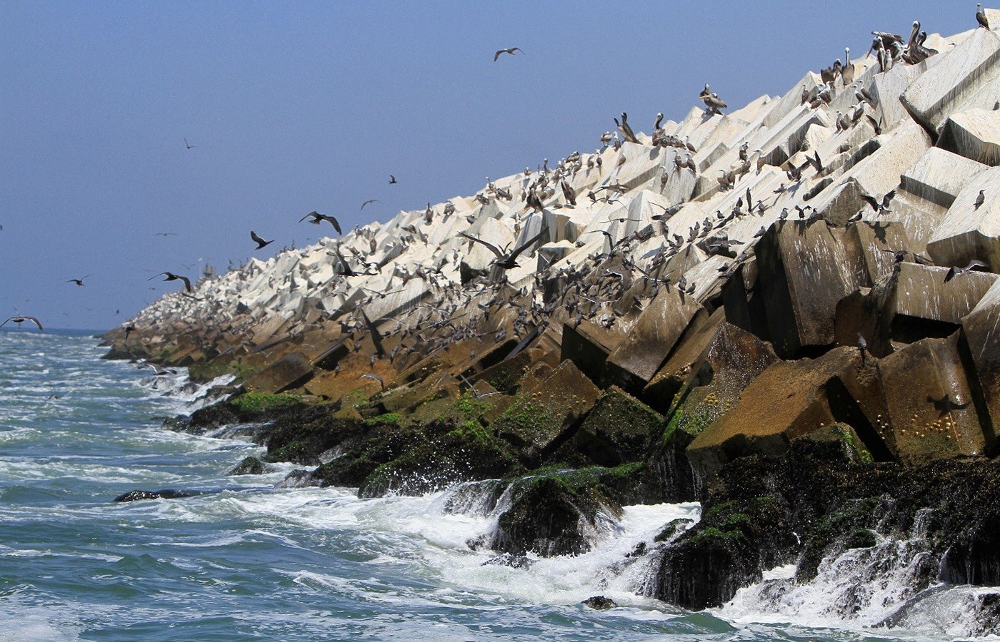 penguins flocking on the rocky side of the breakwater