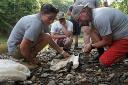 Alysha Trexler (left) and Eric Chapman (right) putting a microchip in a hellbender for ID. Photo courtesy of Brian Gratwicke.