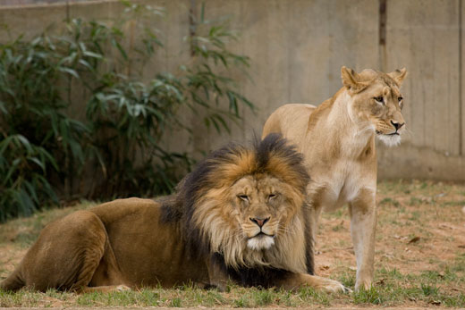 Saving The African Lion In North American Zoos | Smithsonian's National Zoo