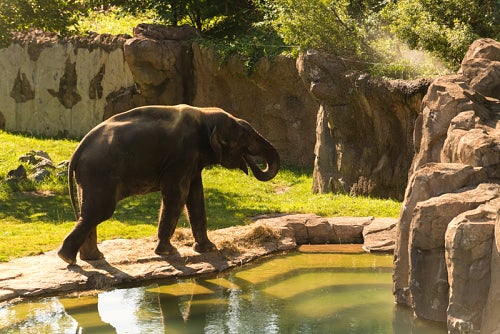 elephant by the water feature at the Zoo