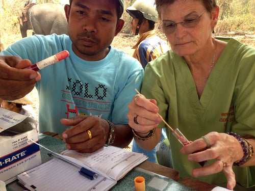 blood testing in the field with Janine Brown and colleague