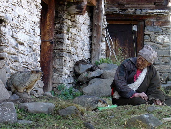 man looks at a pika in tibet 