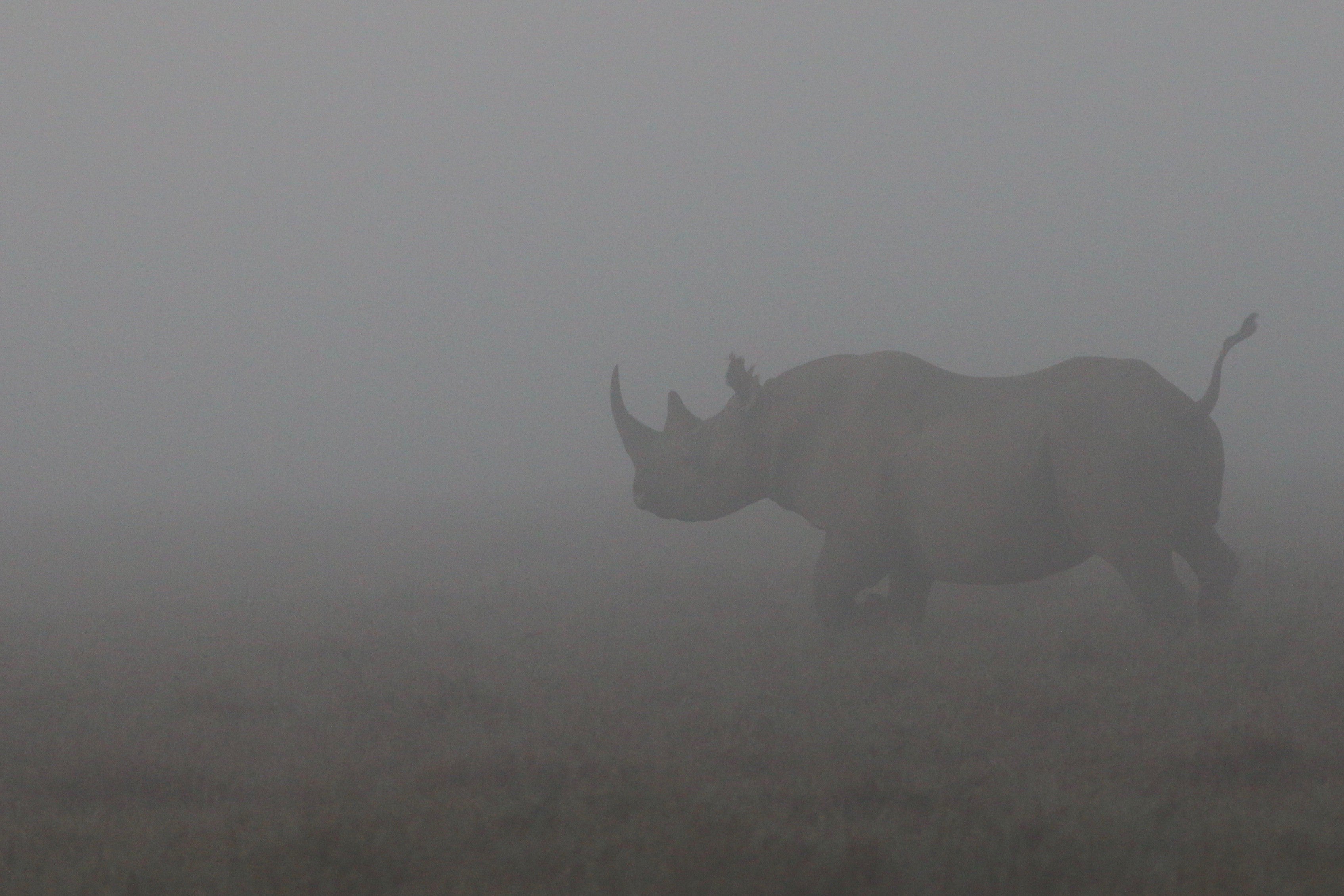 A large rhinocerous with a stocky body, short tail and long horn running through the fog