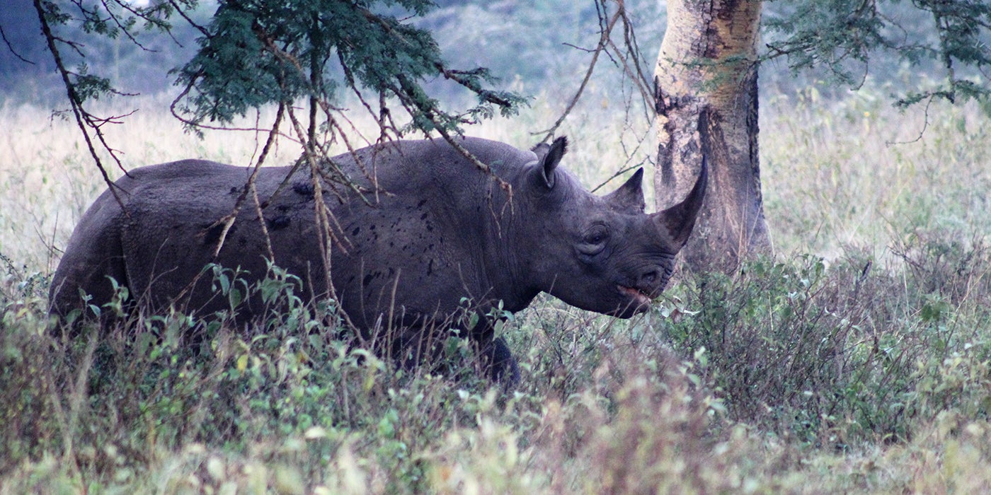 black rhino in brush
