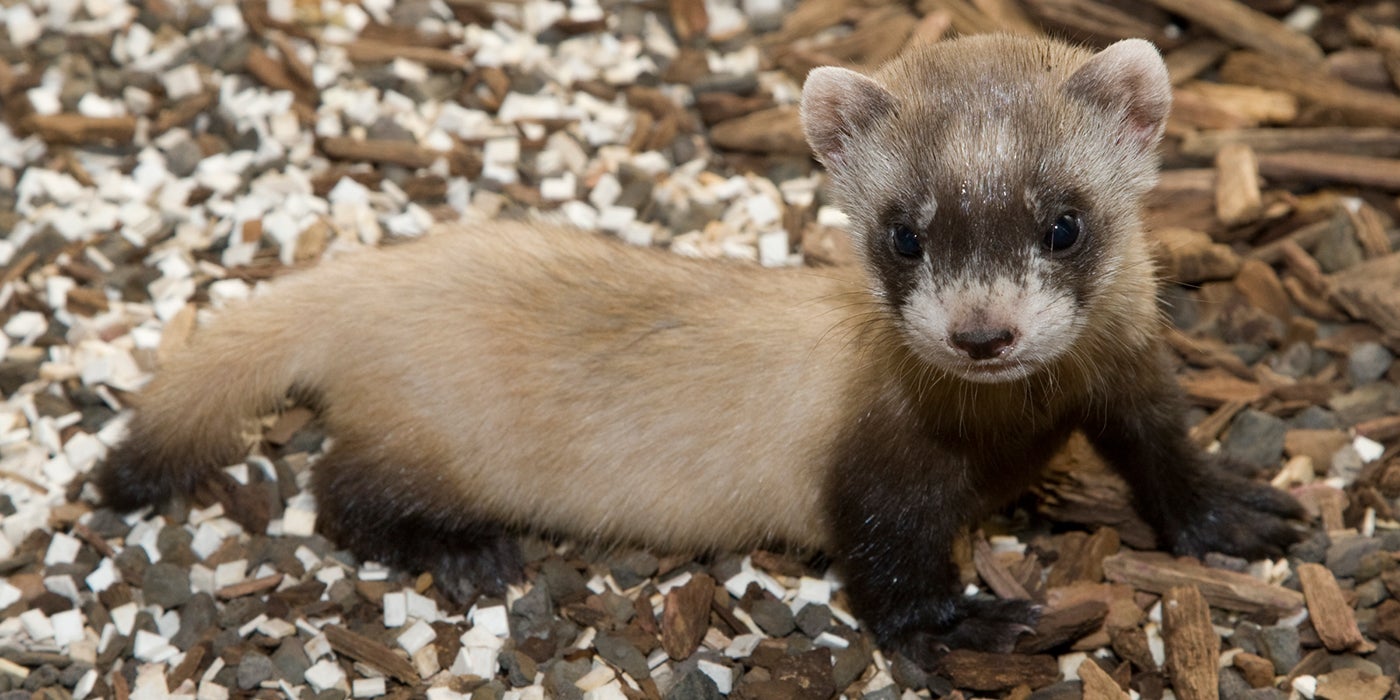black-footed ferret kit