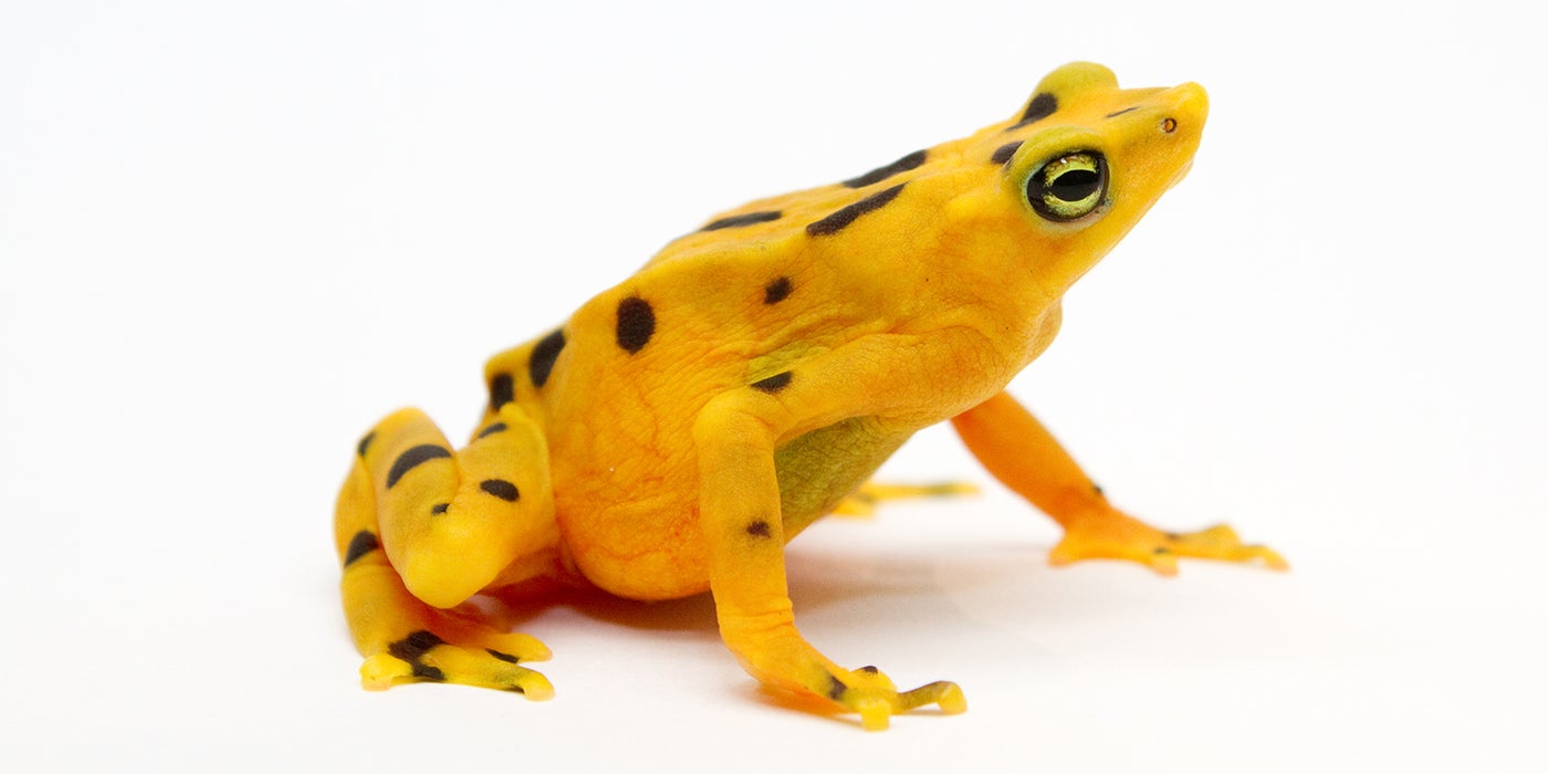 Mass Amphibian Extinctions Globally Caused By Fungal Disease |  Smithsonian's National Zoo