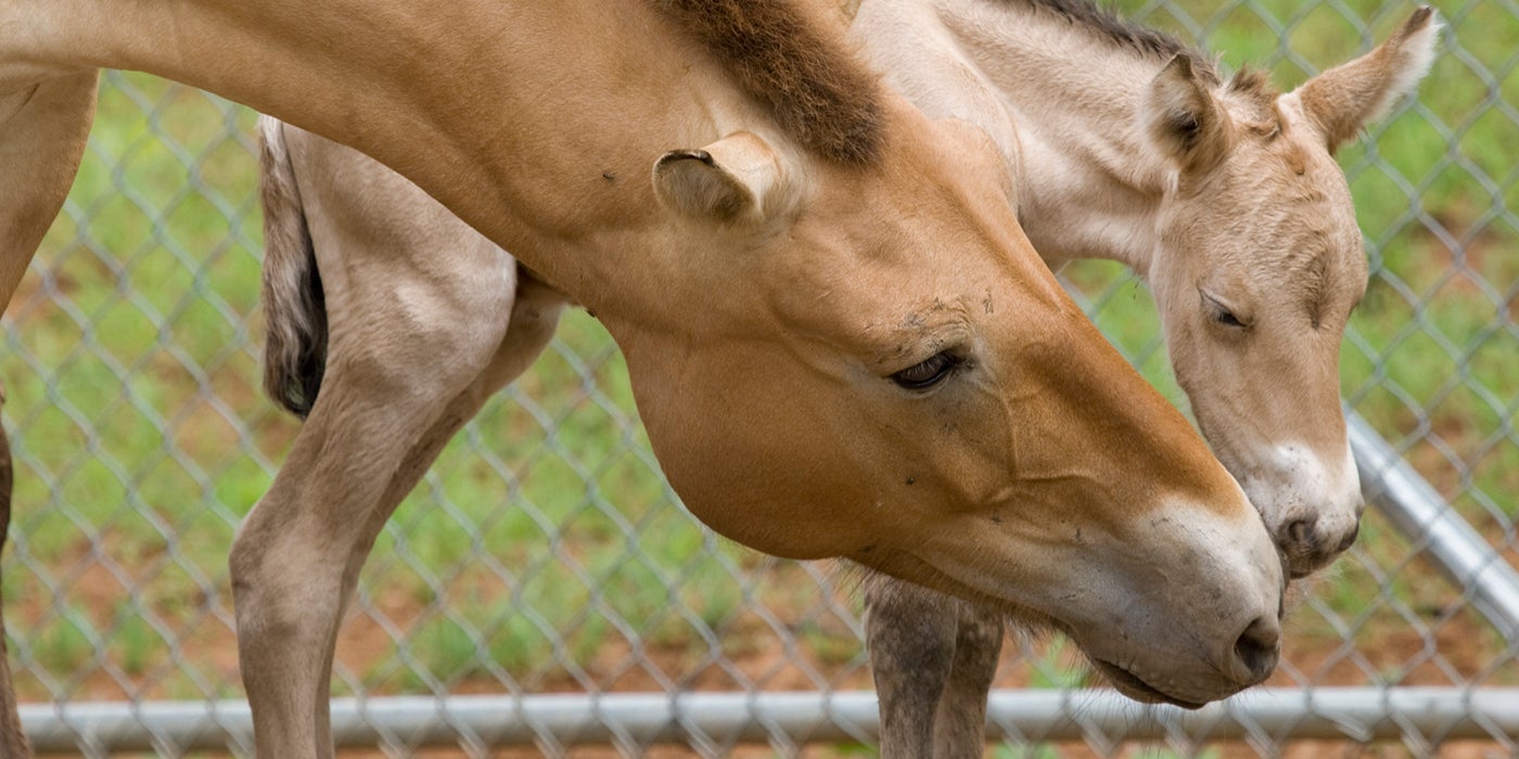 foal and mother