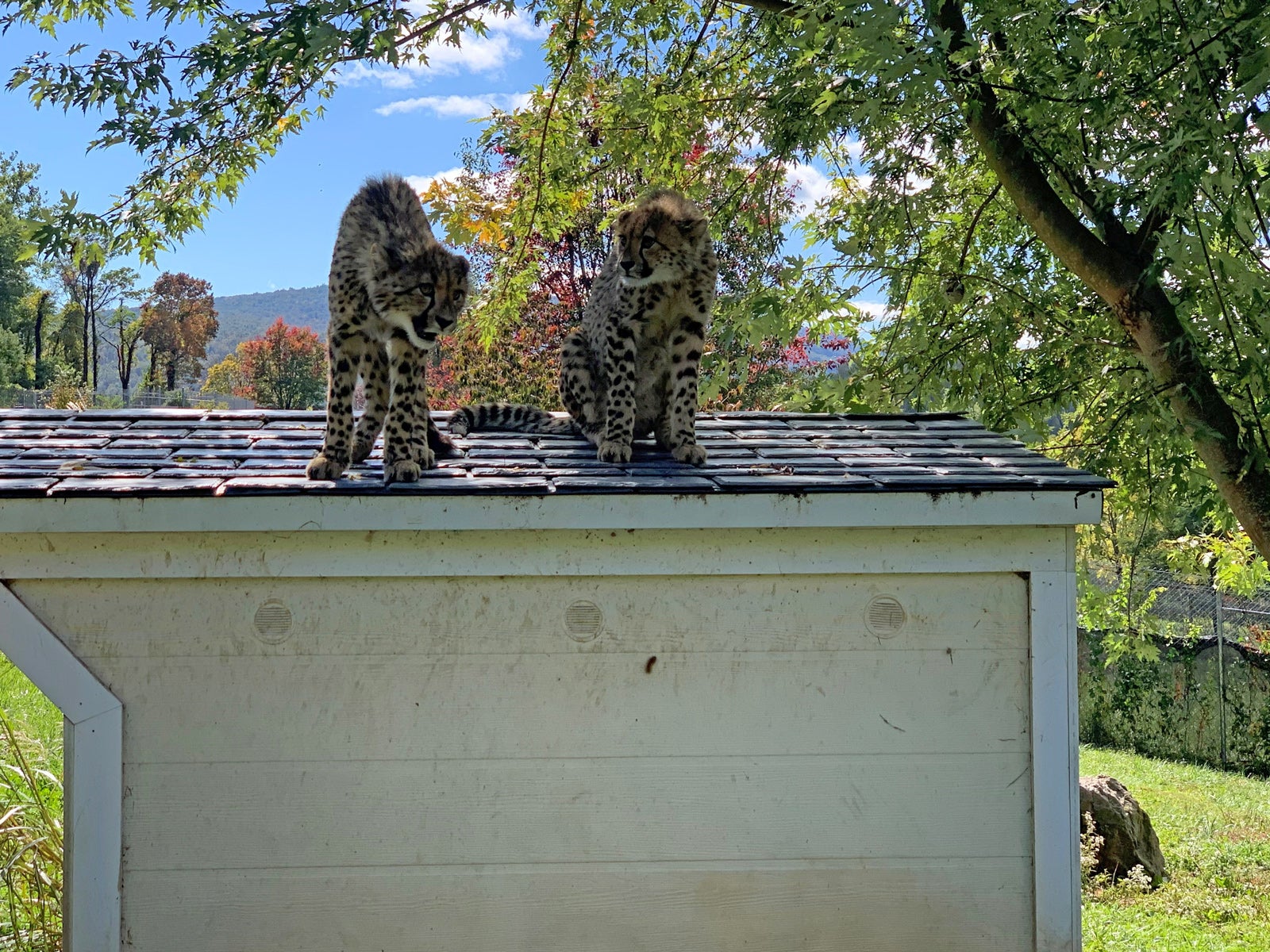 Two young cheetahs stand on top of the roof of their small den inside the grassy yard of their habitat at the Smithsonian Conservation Biology Institute