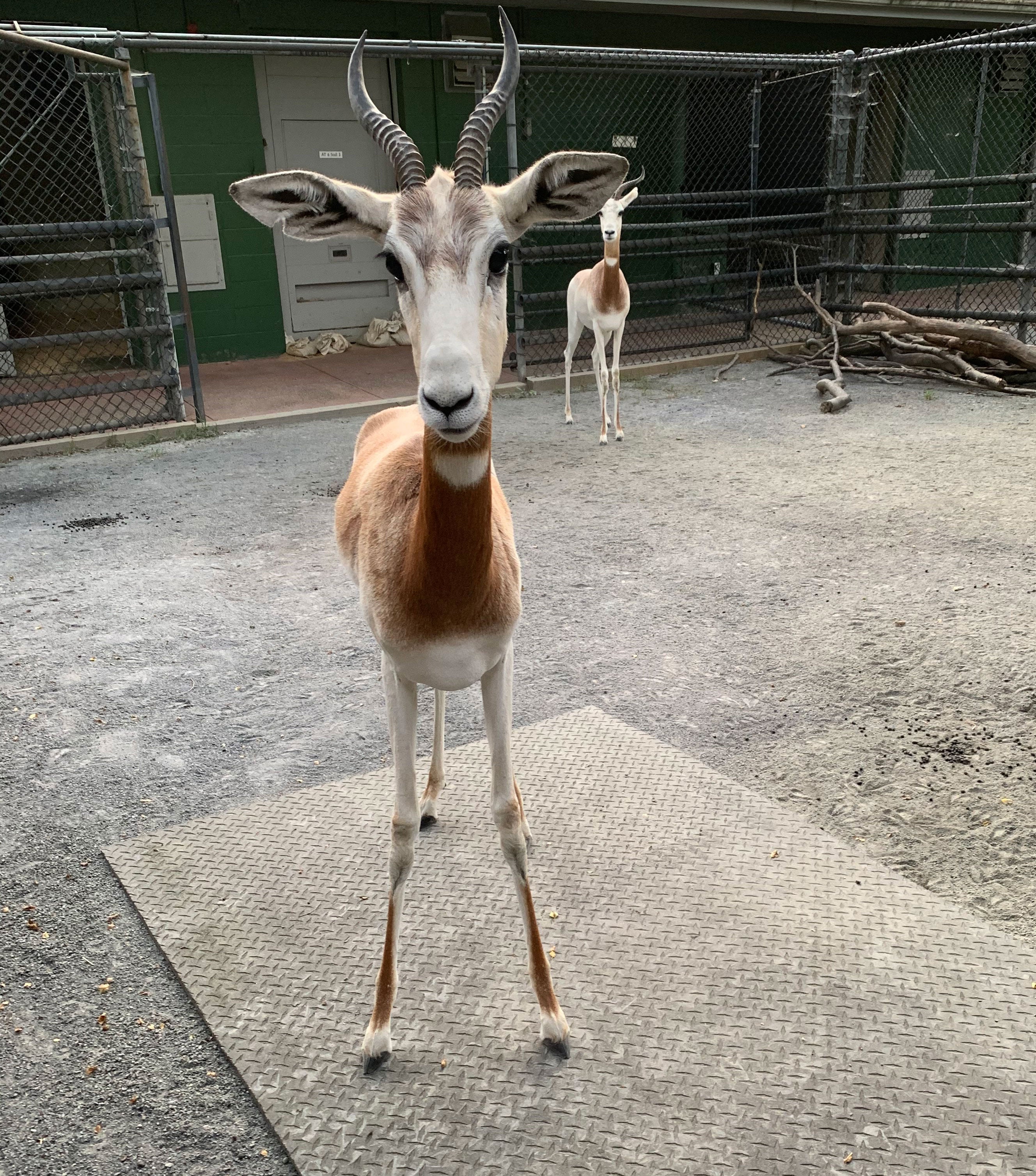 A 2-year-old dama gazelle with long, slender legs, hooved feet, brown and white fur, and short, curved horns stands on a rough-textured mat during a training session